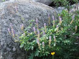 Attēlu rezultāti vaicājumam “Lupinus polyphyllus”