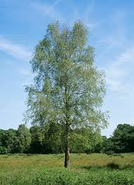 Attēlu rezultāti vaicājumam “Betula pendula”