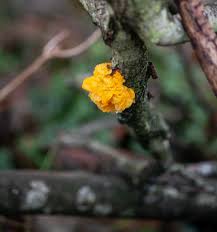 Attēlu rezultāti vaicājumam “Dacrymyces chrysospermus spores”