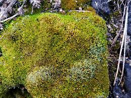 Attēlu rezultāti vaicājumam “Bryum rubens”