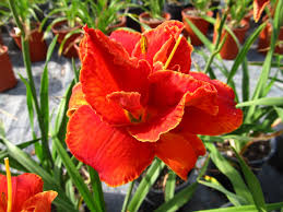 Image result for Hemerocallis `Moses Fire`