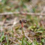 Attēlu rezultāti vaicājumam “Luzula campestris fruit”