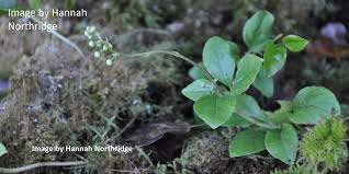 Attēlu rezultāti vaicājumam “Orthilia secunda”