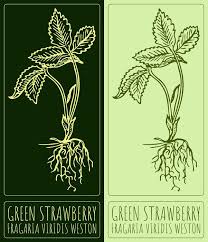 Attēlu rezultāti vaicājumam “Fragaria viridis”