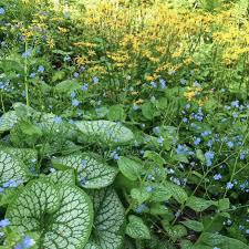 Image result for Brunnera `Jack Frost`