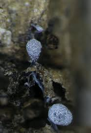 Attēlu rezultāti vaicājumam “Badhamia sp.”