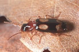 Attēlu rezultāti vaicājumam “Dromius quadrimaculatus”