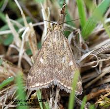 Attēlu rezultāti vaicājumam “Lycogala irregulare sessile”