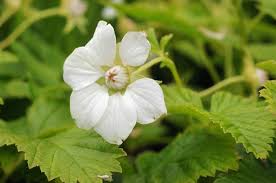 Attēlu rezultāti vaicājumam “Rubus arcticus flower”