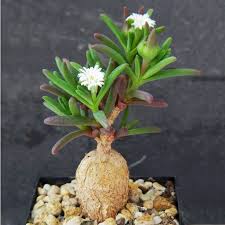 Attēlu rezultāti vaicājumam “Diderma testaceum macro”