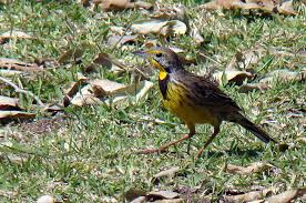 Attēlu rezultāti vaicājumam “Lycogala confusum macro”