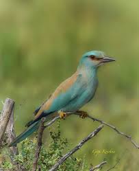 Attēlu rezultāti vaicājumam “Coracias garrulus”