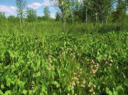 Attēlu rezultāti vaicājumam “Serpoleskea subtilis”