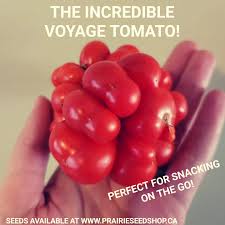 Afbeeldingsresultaat voor voyage tomato