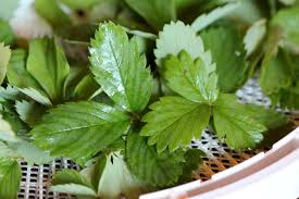 Attēlu rezultāti vaicājumam “Fragaria vesca leaf”