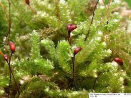 Attēlu rezultāti vaicājumam “Eurhynchium angustirete”