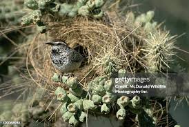 Attēlu rezultāti vaicājumam “Troglodytes troglodytes nest”