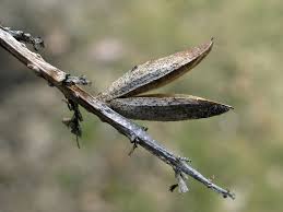 Attēlu rezultāti vaicājumam “Syringa vulgaris fruit”