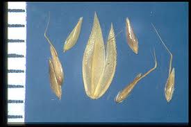 Attēlu rezultāti vaicājumam “Holcus mollis”