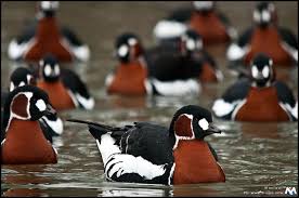 Image result for Branta ruficollis