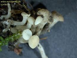 Attēlu rezultāti vaicājumam “Cudoniella acicularis”