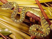 Attēlu rezultāti vaicājumam “Collaria sp.”