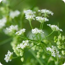 Image result for Pimpinella saxifraga