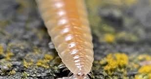 Attēlu rezultāti vaicājumam “Myriapoda”