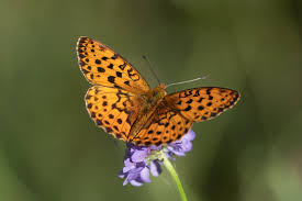 Attēlu rezultāti vaicājumam “Brenthis daphne underside”