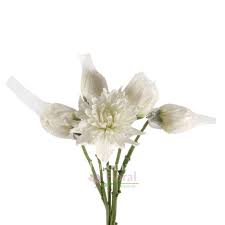 Image result for Dahlia hybrid.