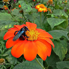 Image result for Tithonia rotundifolia