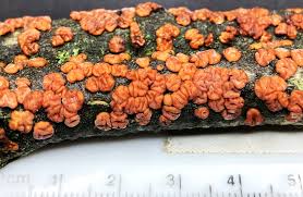 Attēlu rezultāti vaicājumam “Peniophora rufa”