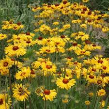 Image result for Gaillardia