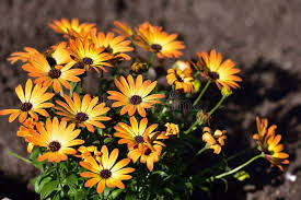 Image result for Dimorphotheca sinuata