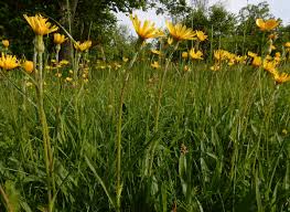 Attēlu rezultāti vaicājumam “Scorzonera humilis bud”