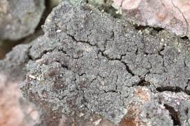 Attēlu rezultāti vaicājumam “Hertelidea botryosa”