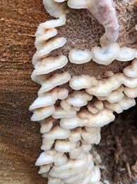 Attēlu rezultāti vaicājumam “Phlebia tremellosa”