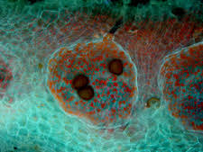 Attēlu rezultāti vaicājumam “Riccia glauca”