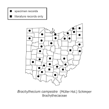 Attēlu rezultāti vaicājumam “Brachythecium campestre”