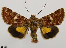 Attēlu rezultāti vaicājumam “Anarta myrtilli”