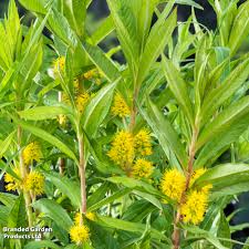 Attēlu rezultāti vaicājumam “Lysimachia thyrsiflora”