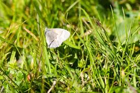 Attēlu rezultāti vaicājumam “Coenonympha tullia underside”
