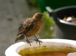 Attēlu rezultāti vaicājumam “Turdus merula juvenile”