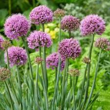 Attēlu rezultāti vaicājumam “Allium holandicum bud”