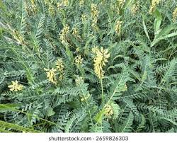 Attēlu rezultāti vaicājumam “Astragalus danicus leaf”