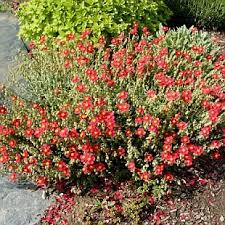 Attēlu rezultāti vaicājumam “Helianthemum x hybridum flower”