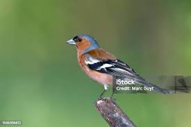 Attēlu rezultāti vaicājumam “Fringilla coelebs”