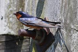 Attēlu rezultāti vaicājumam “Hirundinidae”