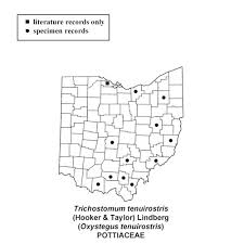 Attēlu rezultāti vaicājumam “Oxystegus tenuirostris”