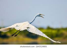 Attēlu rezultāti vaicājumam “Egretta alba”